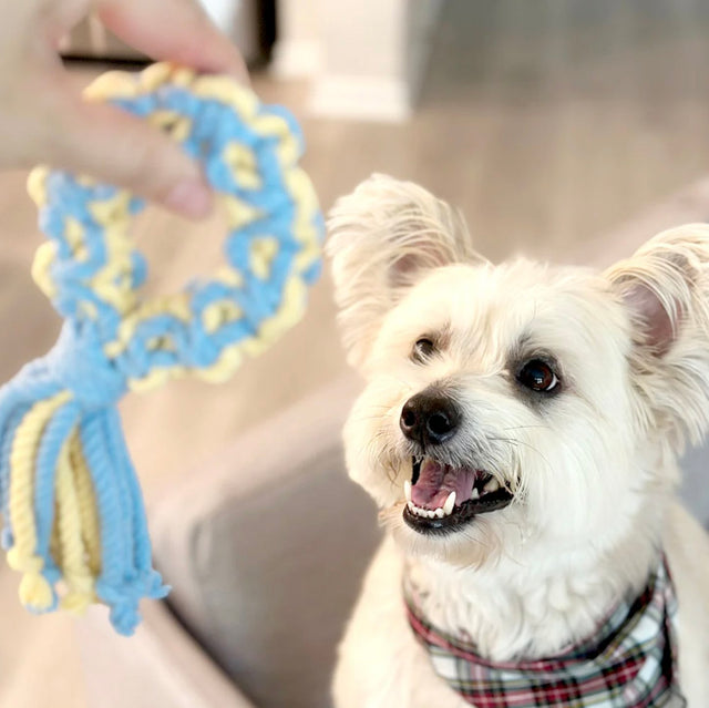 Dog Toy