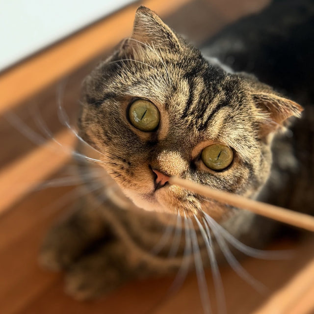 Cat in the Patio (Catnip)