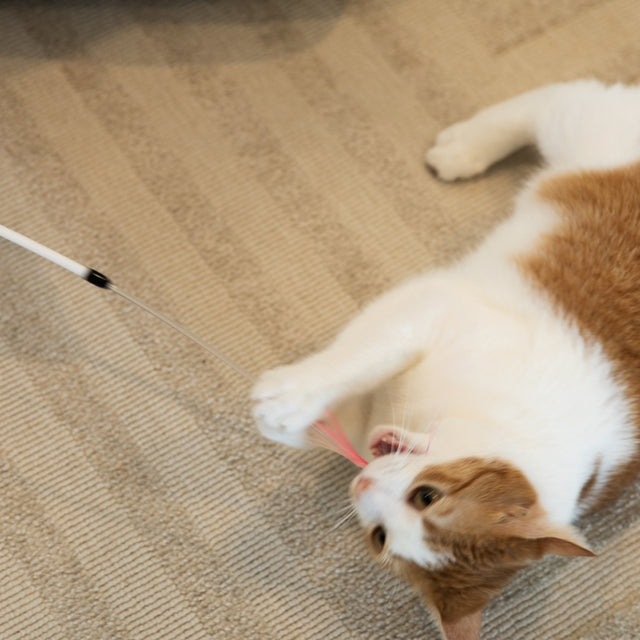 Calamari Game - Cotton and Corn