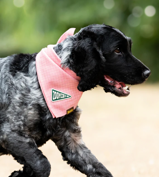 Zoomies Iron-On Patch