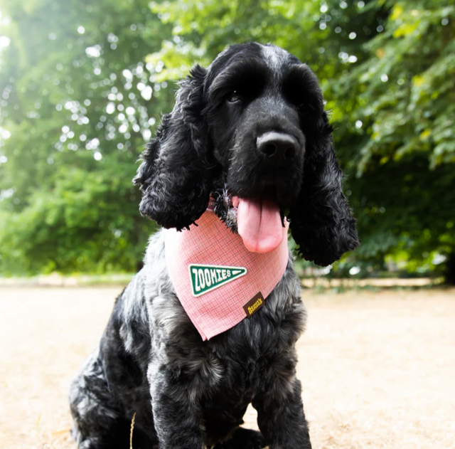 Zoomies Iron-On Patch