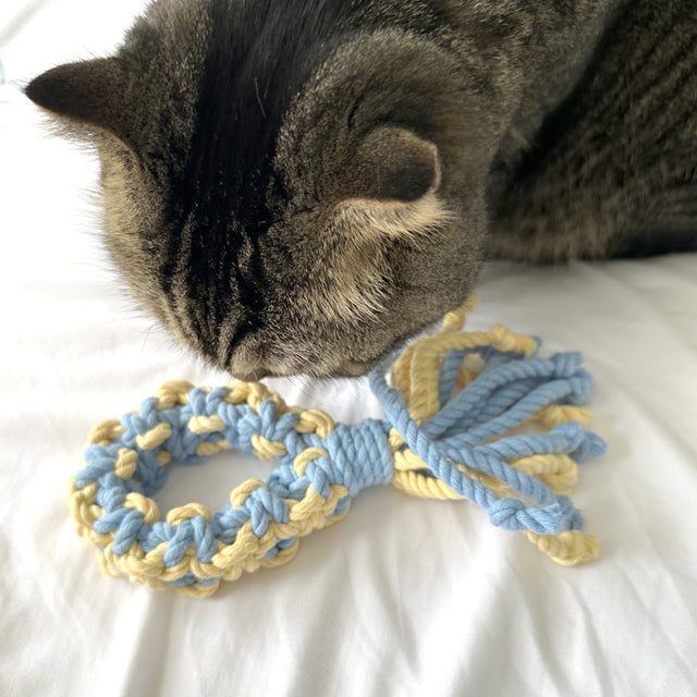 tug toy with cat