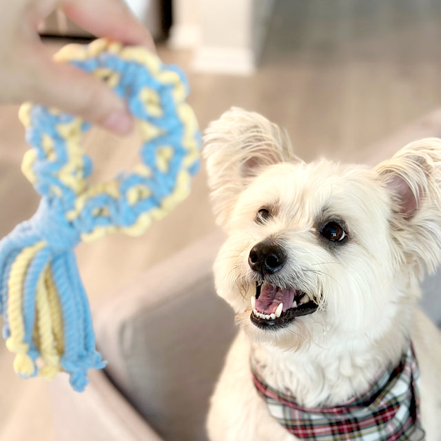 tug toy with dog